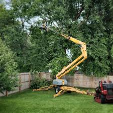 How Our Tree Care Process Works  in  Sherwood, OR